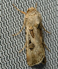 Agrotis munda