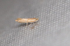 Phyllonorycter
