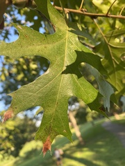 Quercus shumardii
