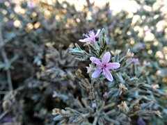 Frankenia salina