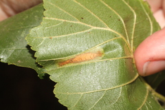 Phyllonorycter