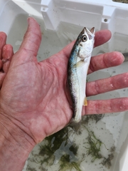 Cynoscion regalis