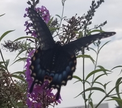 Papilio polyxenes