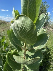 Asclepias latifolia