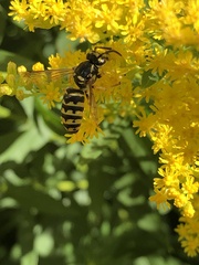 Dolichovespula arenaria