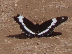 Limenitis arthemis arthemis