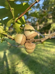 Quercus shumardii