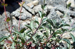 Penstemon azureus azureus