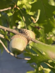 Quercus shumardii