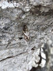 Phryganidia californica