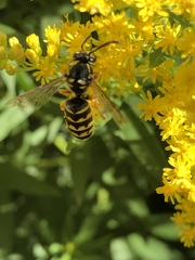 Dolichovespula arenaria