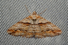 Gastrinodes bitaeniaria