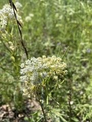 Asclepias subverticillata