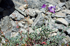 Penstemon azureus azureus