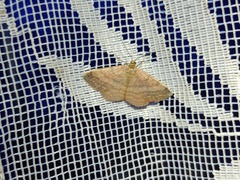 Scopula rubiginata