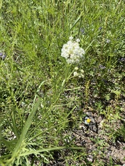Asclepias subverticillata