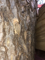 Megalopyge opercularis