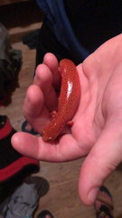 Pseudotriton ruber