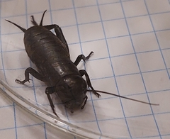 Gryllus campestris