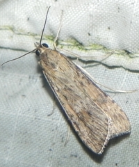Nomophila nearctica