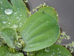 Pistia stratiotes