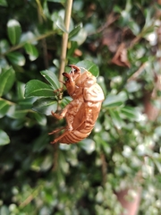 Cicadidae