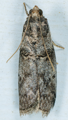 Acrobasis caryae