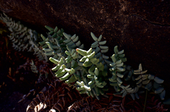 Pellaea bridgesii