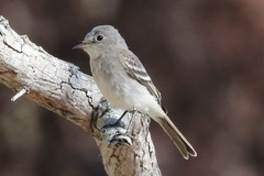 Empidonax wrightii