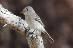 Empidonax wrightii