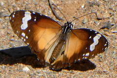 Danaus petilia