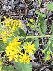Solidago simplex