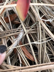 Phryganidia californica