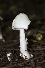 Amanita virosa
