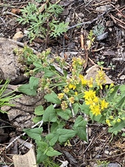 Solidago simplex