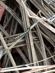 Phryganidia californica