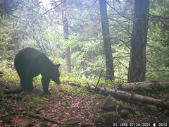 Ursus americanus machetes