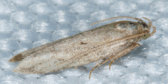 Gelechioidea