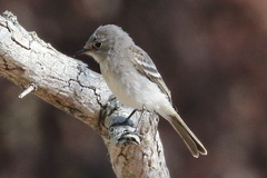 Empidonax wrightii