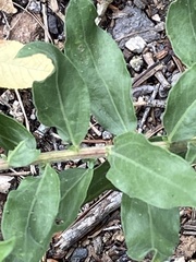 Solidago simplex