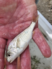 Leiostomus xanthurus