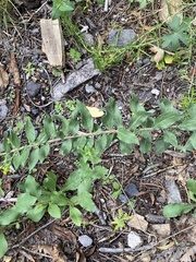 Solidago simplex