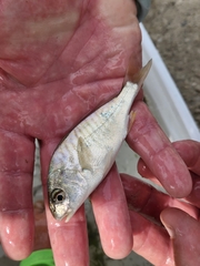 Leiostomus xanthurus