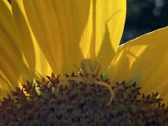 Misumenoides formosipes