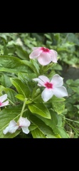 Catharanthus
