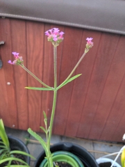 Verbena bonariensis