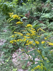 Solidago caesia