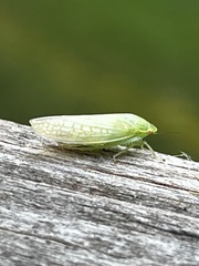 Gyponana
