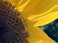 Misumenoides formosipes