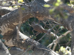 Baeolophus inornatus